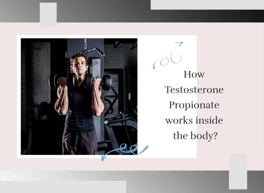Testosterone Propionate inside the body