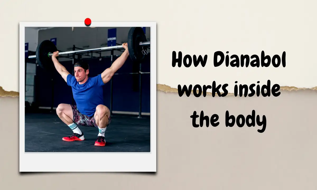 How Dianabol works inside the body
